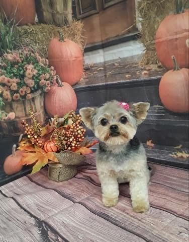 Cute Puppy with Ribbon | Punta Gorda, FL | Adorable Dogs