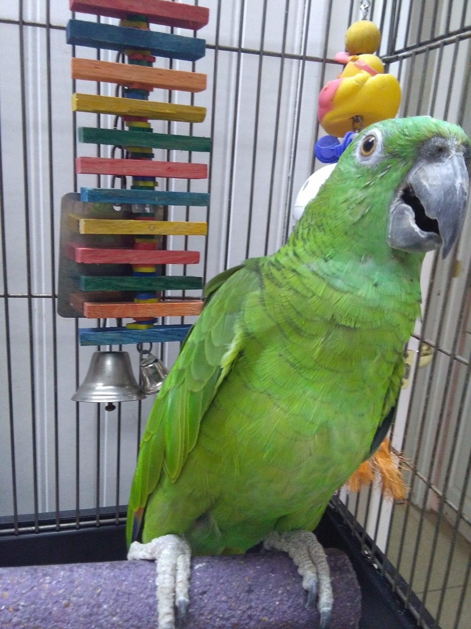 Boarding Punta Gorda, FL Adorable Dogs