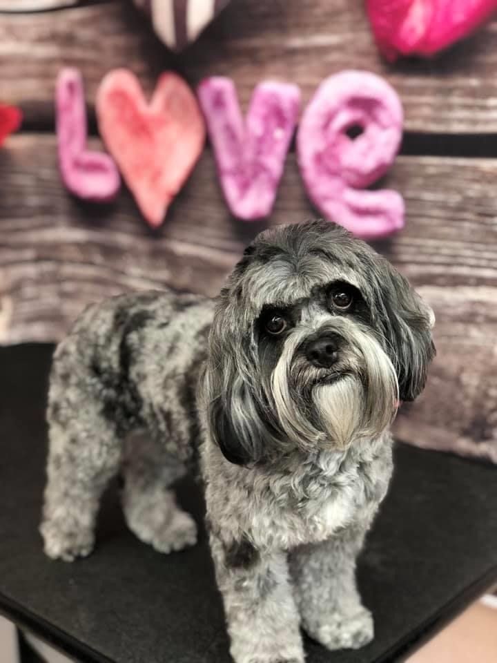 Black Gray Dog | Punta Gorda, FL | Adorable Dogs