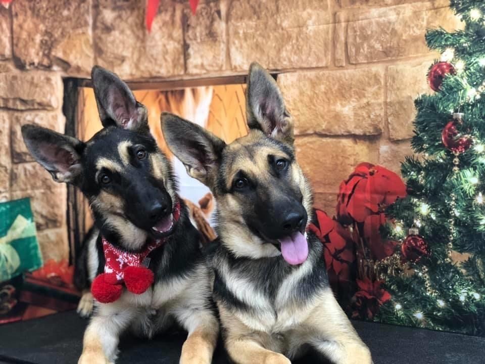 Happy Dogs | Punta Gorda, FL | Adorable Dogs