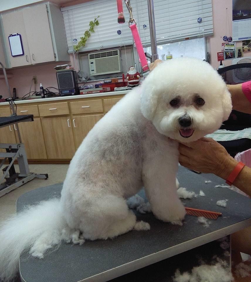 White Puppy Grooming | Punta Gorda, FL | Adorable Dogs