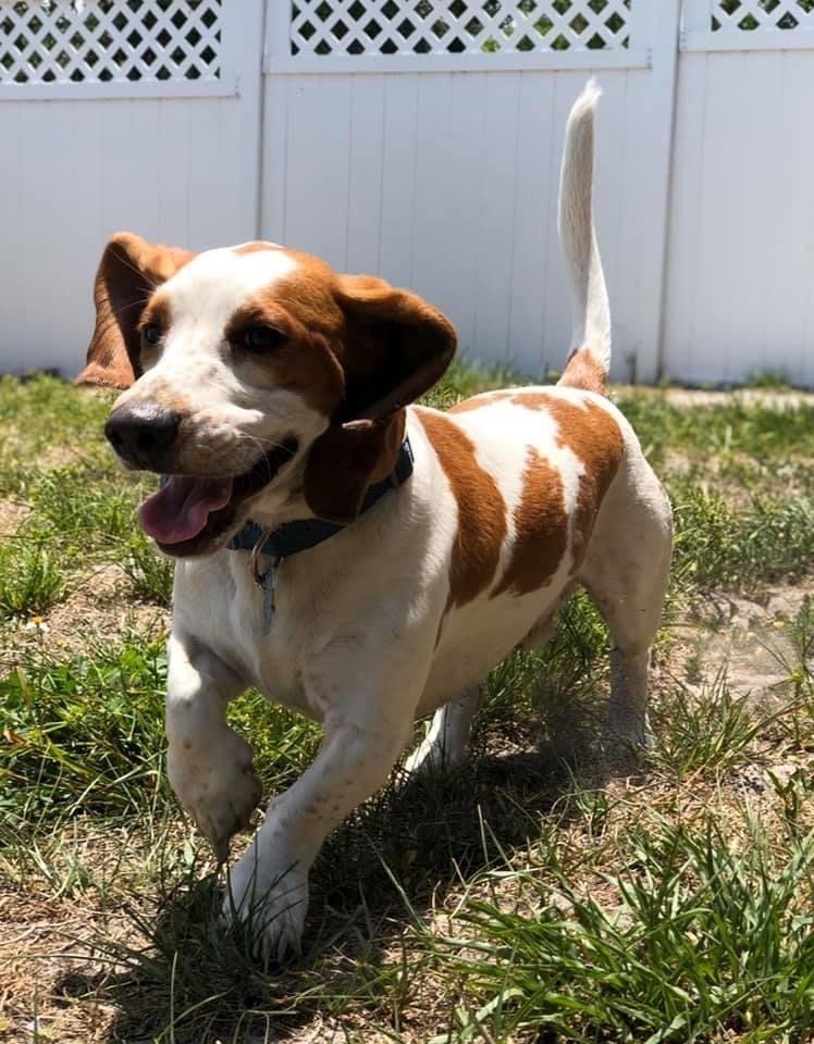 Running Puppy | Punta Gorda, FL | Adorable Dogs