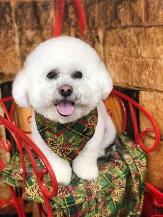 White Dog with Handerchief | Punta Gorda, FL | Adorable Dogs