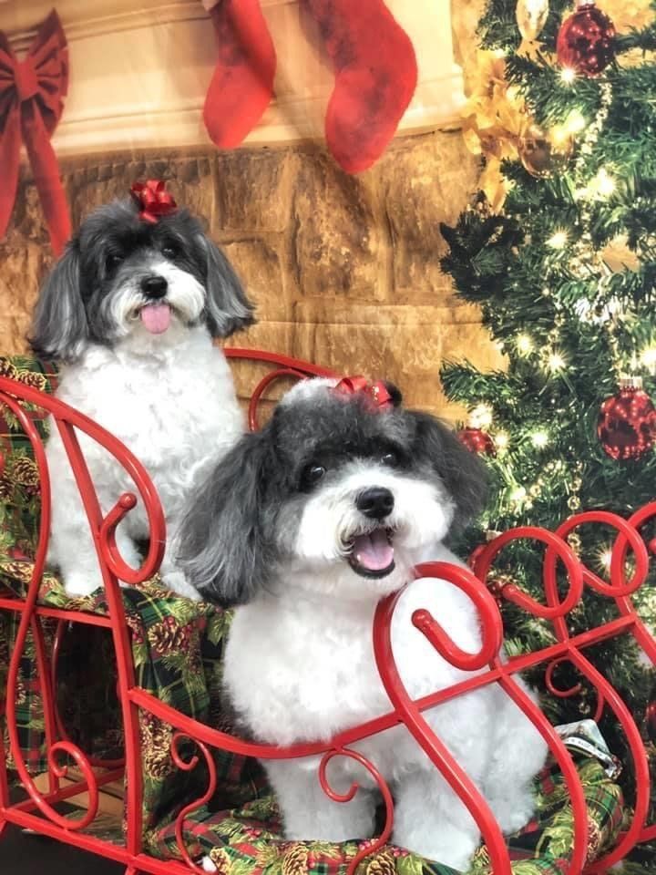 Two Dogs on a Sleigh | Punta Gorda, FL | Adorable Dogs