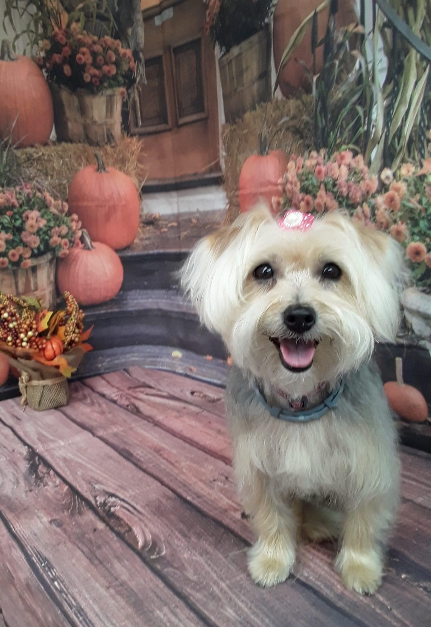 Smiling Groomed Puppy | Punta Gorda, FL | Adorable Dogs