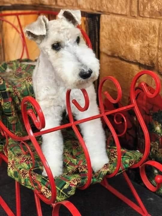 Dog on a Sleigh | Punta Gorda, FL | Adorable Dogs