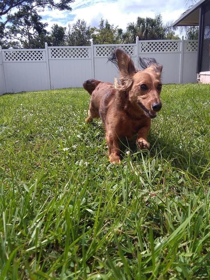 Running Brown Dog | Punta Gorda, FL | Adorable Dogs