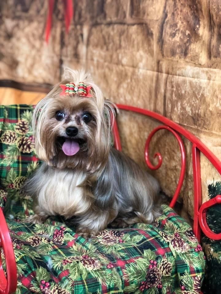 Ponytail Yorkshire | Punta Gorda, FL | Adorable Dogs