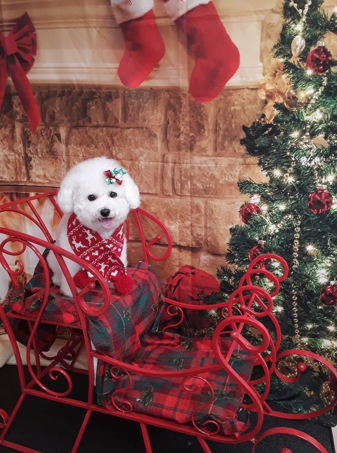 Dog Beside a Christmas Tree | Punta Gorda, FL | Adorable Dogs