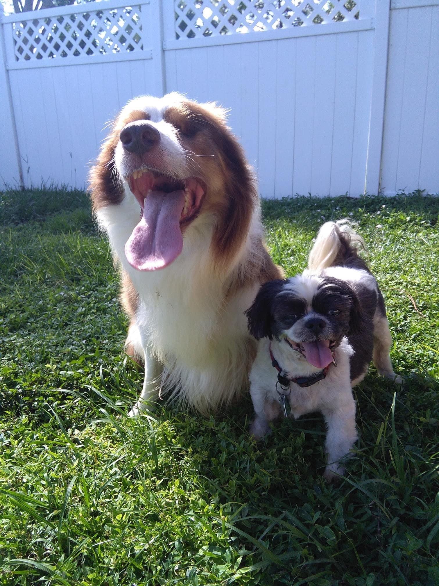 Boarding Punta Gorda, FL Adorable Dogs