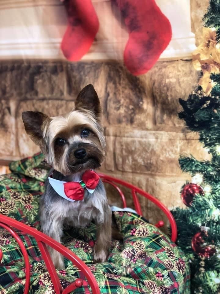 Cute Yorkshire | Punta Gorda, FL | Adorable Dogs