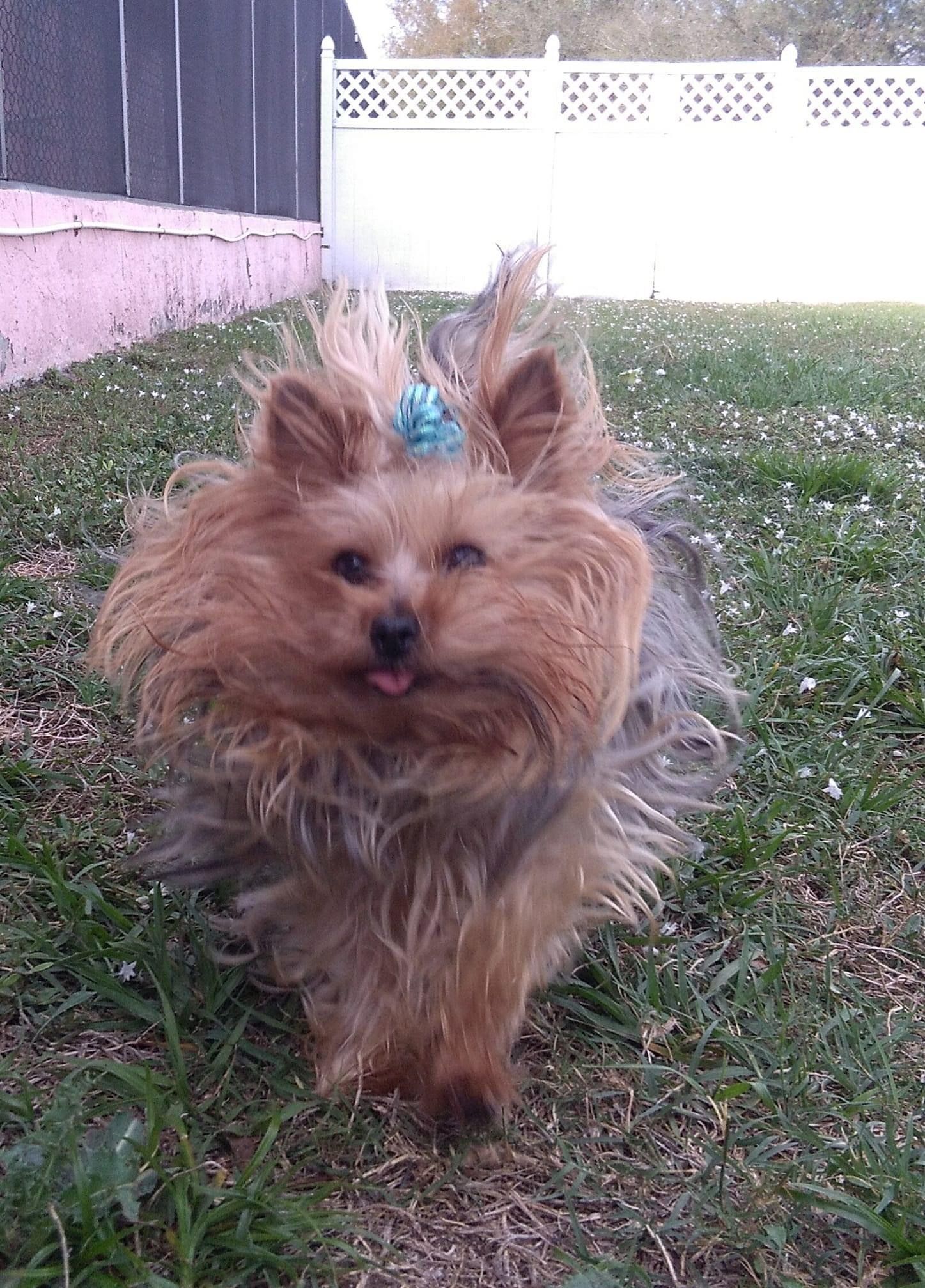 Boarding Punta Gorda, FL Adorable Dogs