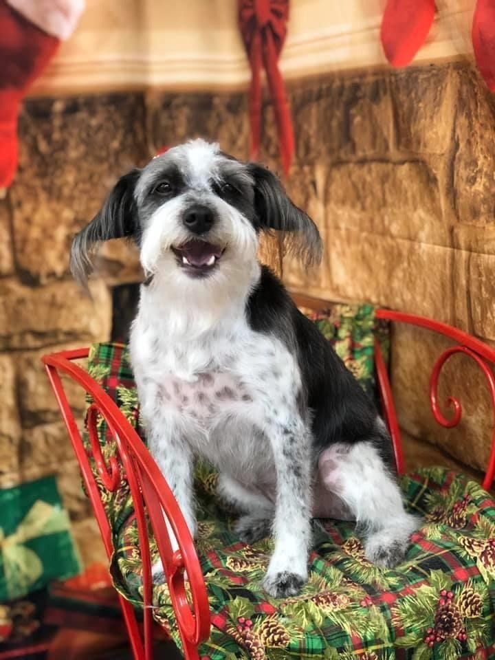 Smiling Dog on a Chair | Punta Gorda, FL | Adorable Dogs