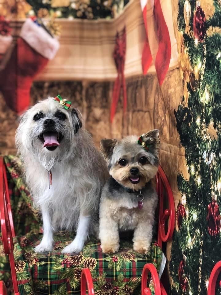 Two Dogs Sitting on a Chair | Punta Gorda, FL | Adorable Dogs
