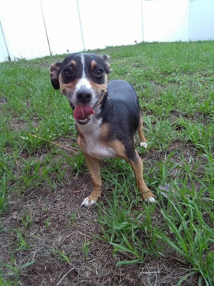 Dog Standing on Lawn | Punta Gorda, FL | Adorable Dogs