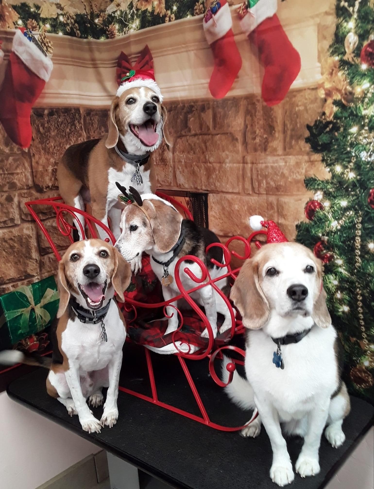 Dogs Group Picture | Punta Gorda, FL | Adorable Dogs