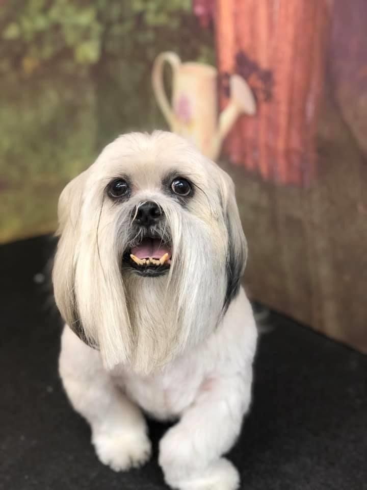 Long Fur White Puppy | Punta Gorda, FL | Adorable Dogs