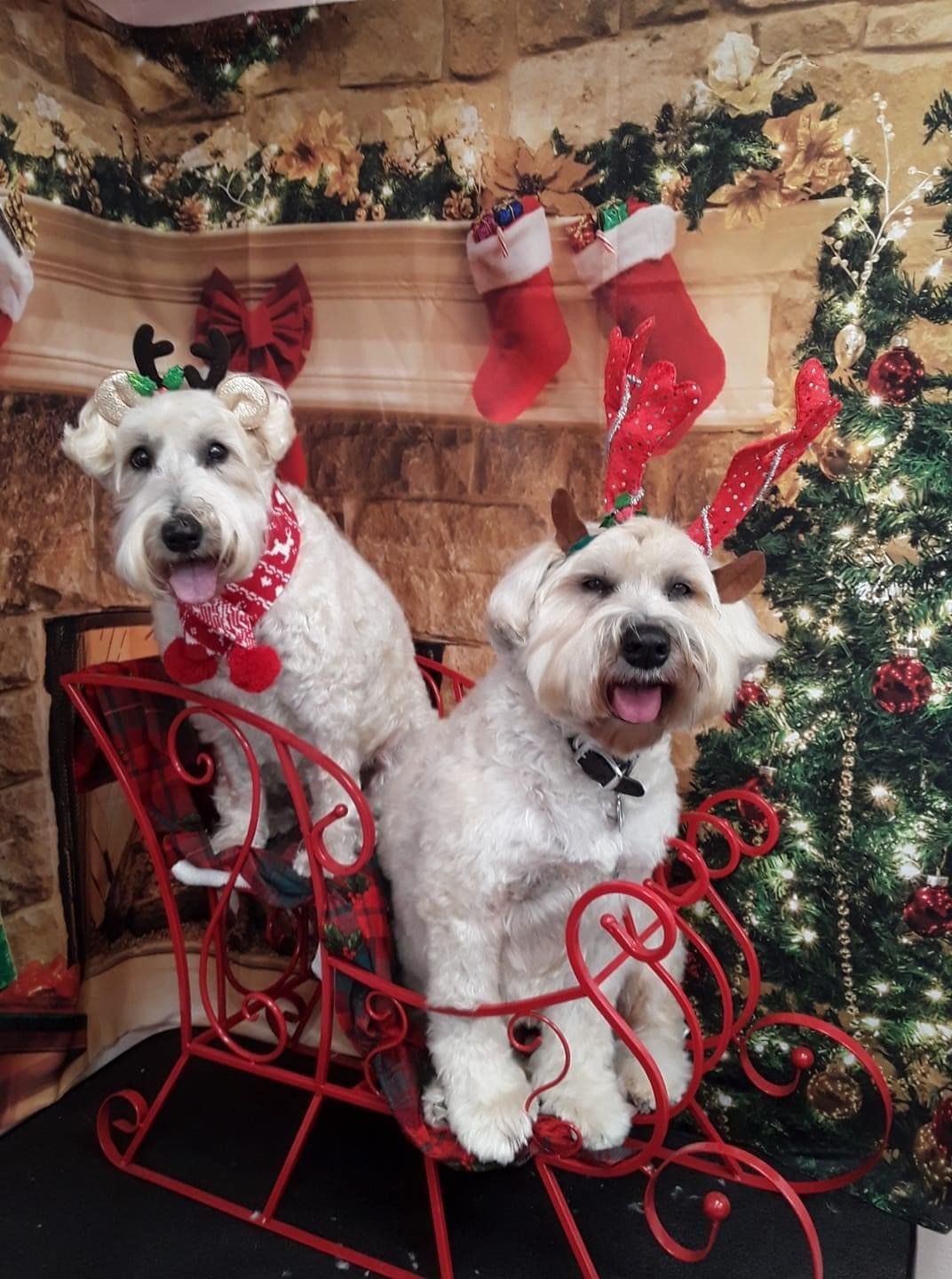 Sitting Twin White Dogs | Punta Gorda, FL | Adorable Dogs