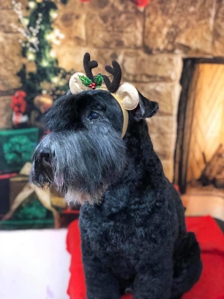 Dog Wearing Rudolf Hairband | Punta Gorda, FL | Adorable Dogs