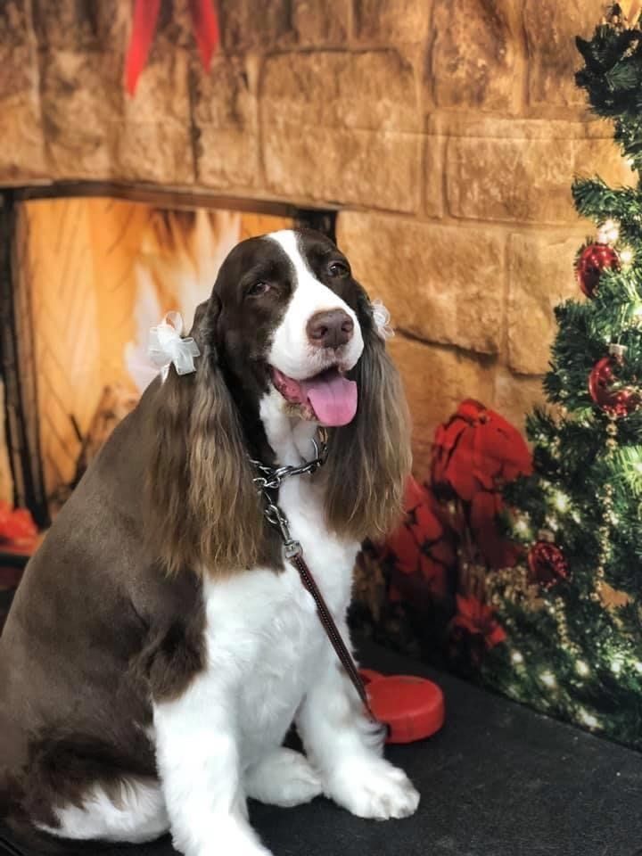 Smiling Dog with Long Ears | Punta Gorda, FL | Adorable Dogs