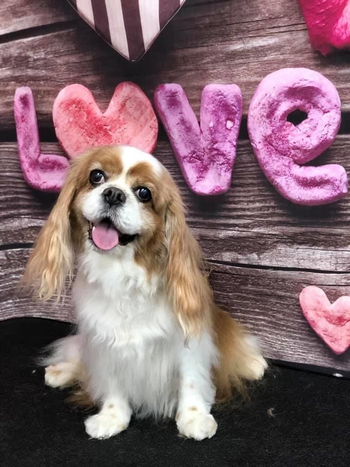 Long Ears Puppy | Punta Gorda, FL | Adorable Dogs