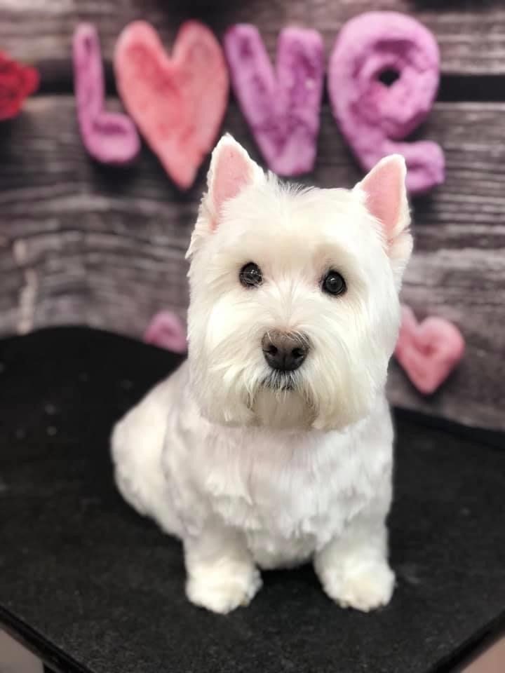 Clean Groom Puppy | Punta Gorda, FL | Adorable Dogs