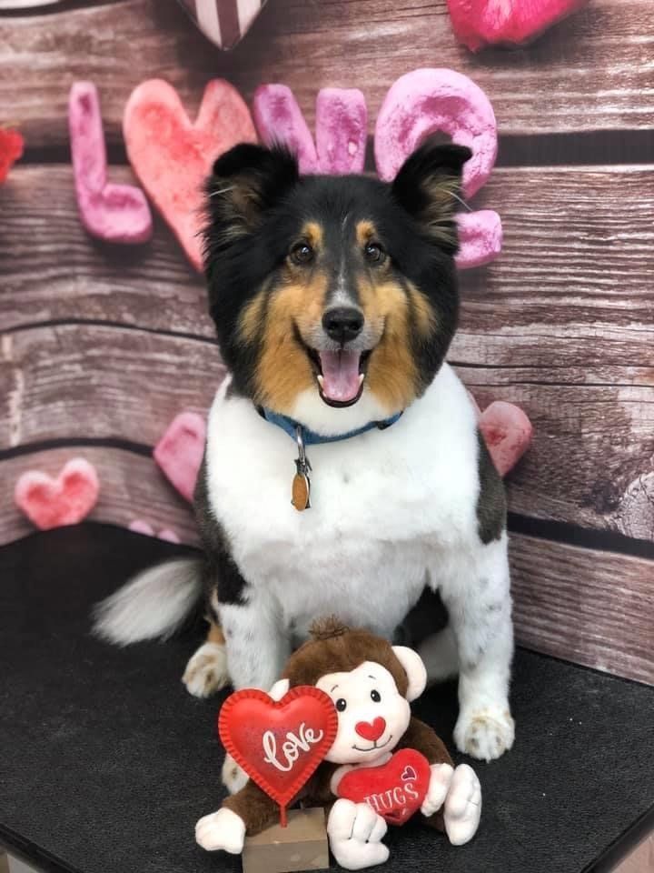 Sitting Puppy with His Toy | Punta Gorda, FL | Adorable Dogs