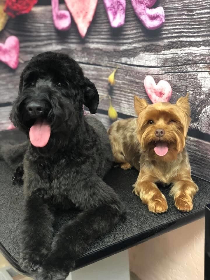 Black and Brown Shiny Dog | Punta Gorda, FL | Adorable Dogs