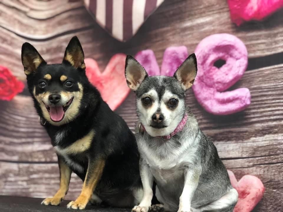 Brothers Puppy | Punta Gorda, FL | Adorable Dogs