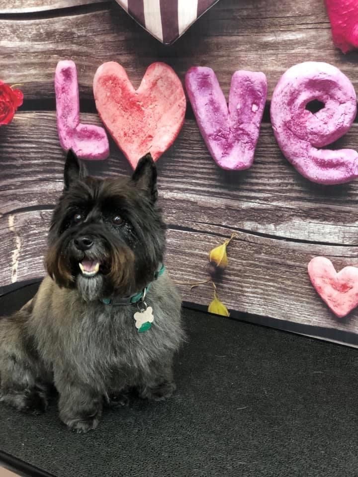 Black Dog with Love Background | Punta Gorda, FL | Adorable Dogs