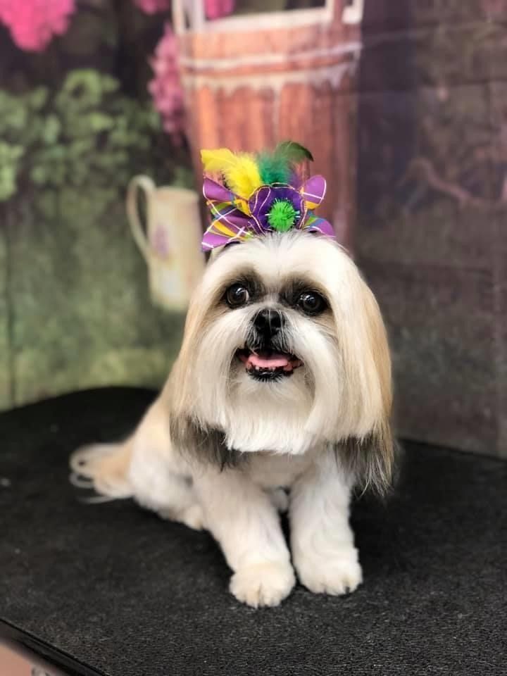 Dog with Flowers on Head | Punta Gorda, FL | Adorable Dogs