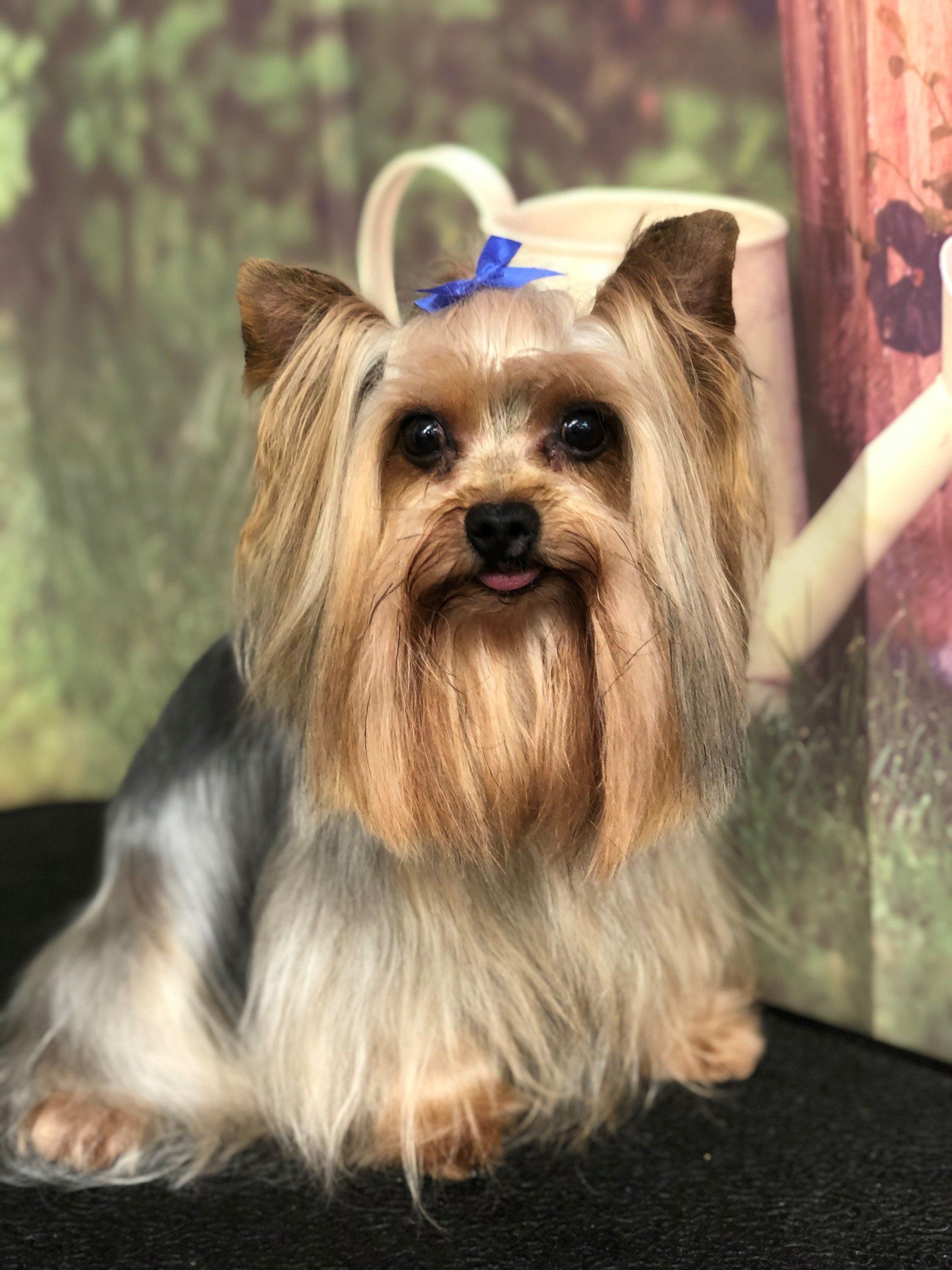 Long Fur Puppy | Punta Gorda, FL | Adorable Dogs