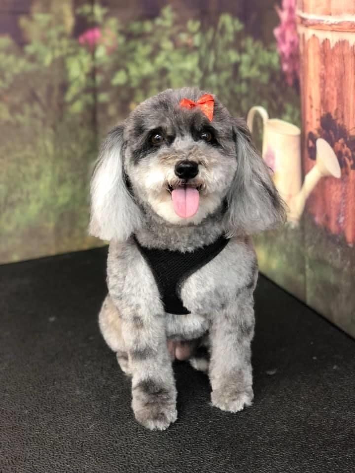 Gray Dog | Punta Gorda, FL | Adorable Dogs