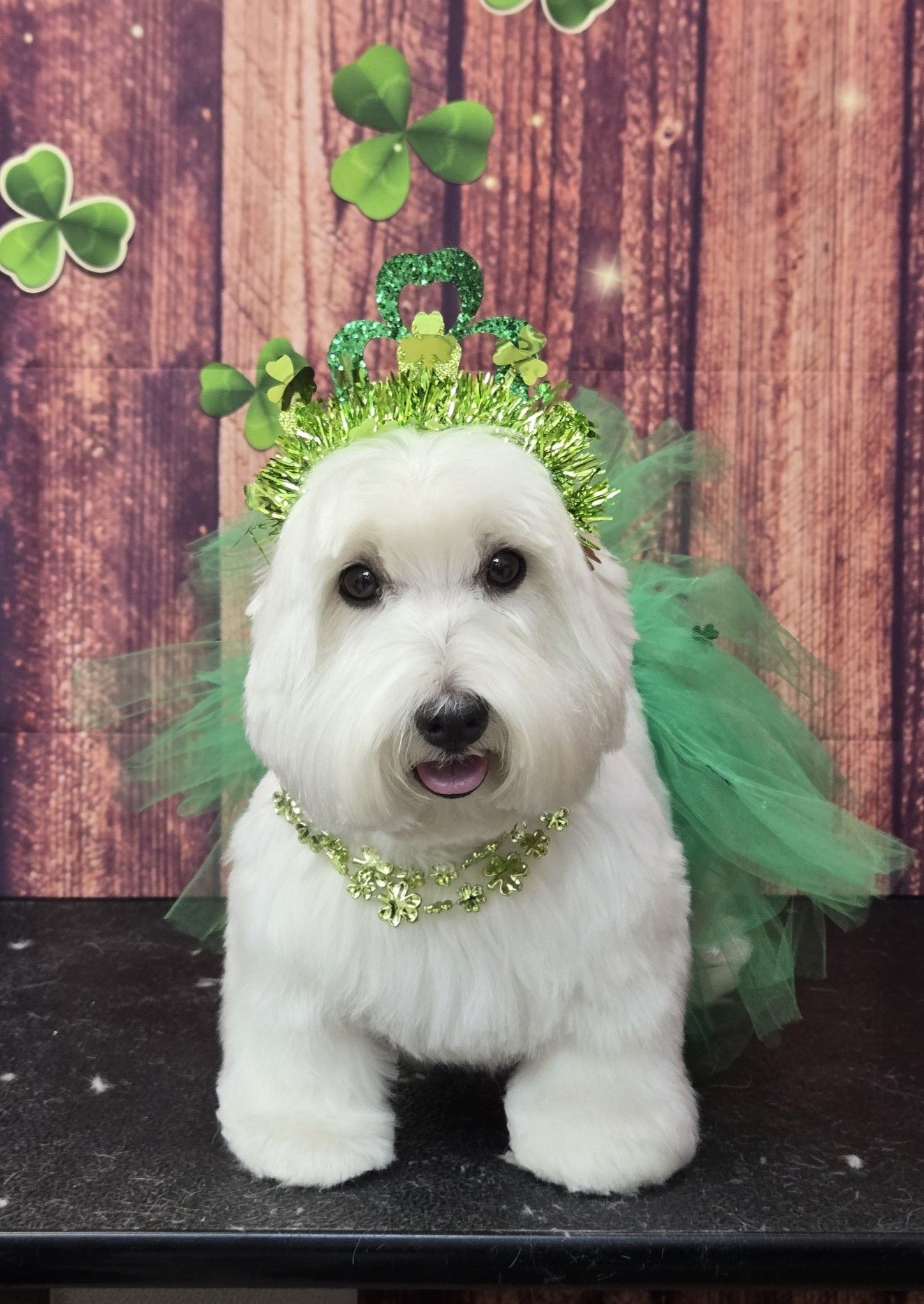 Dog of the Month — Punta Gorda, FL — Adorable Dogs Inc