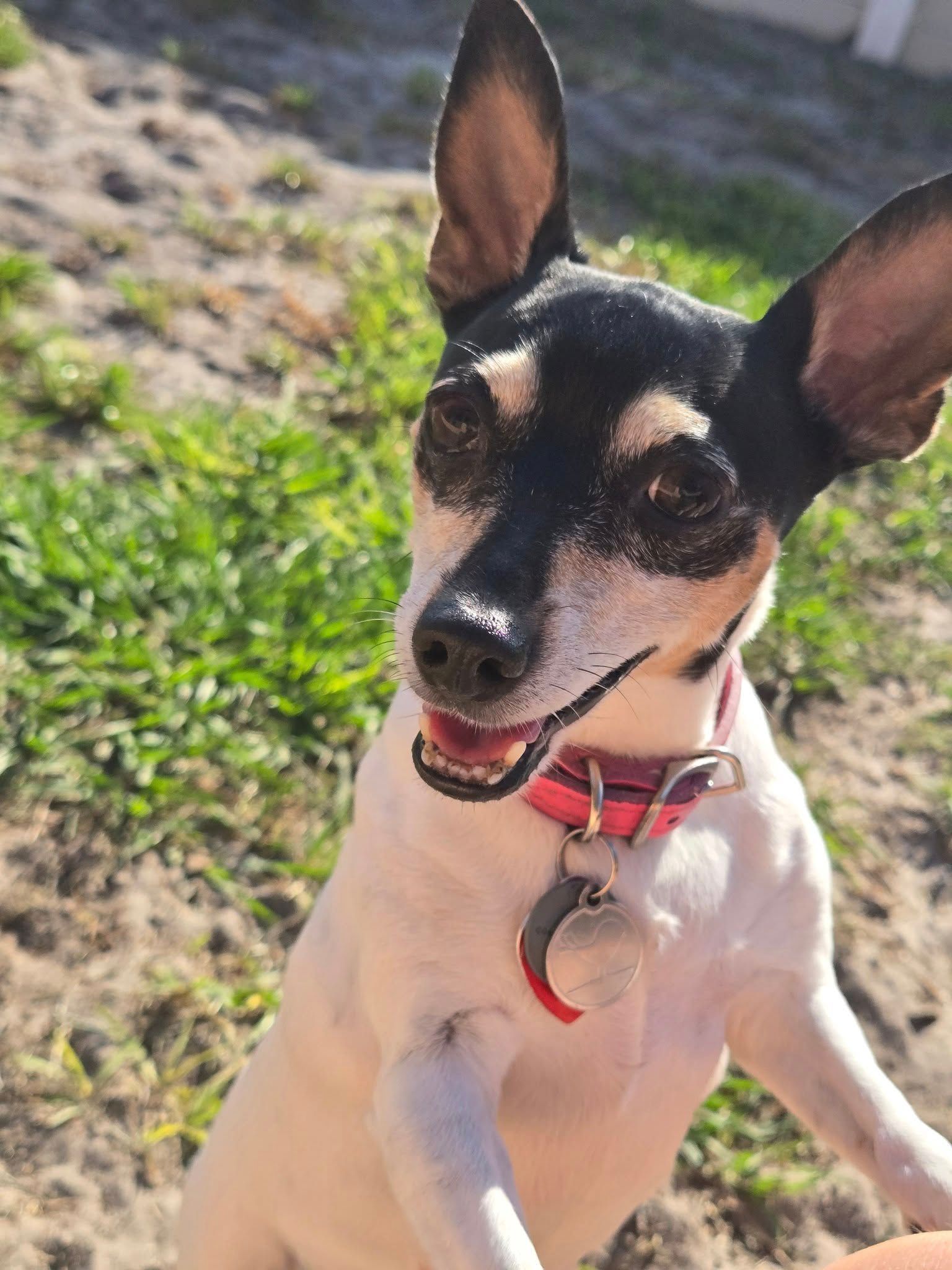 Dog of the Month — Punta Gorda, FL — Adorable Dogs Inc