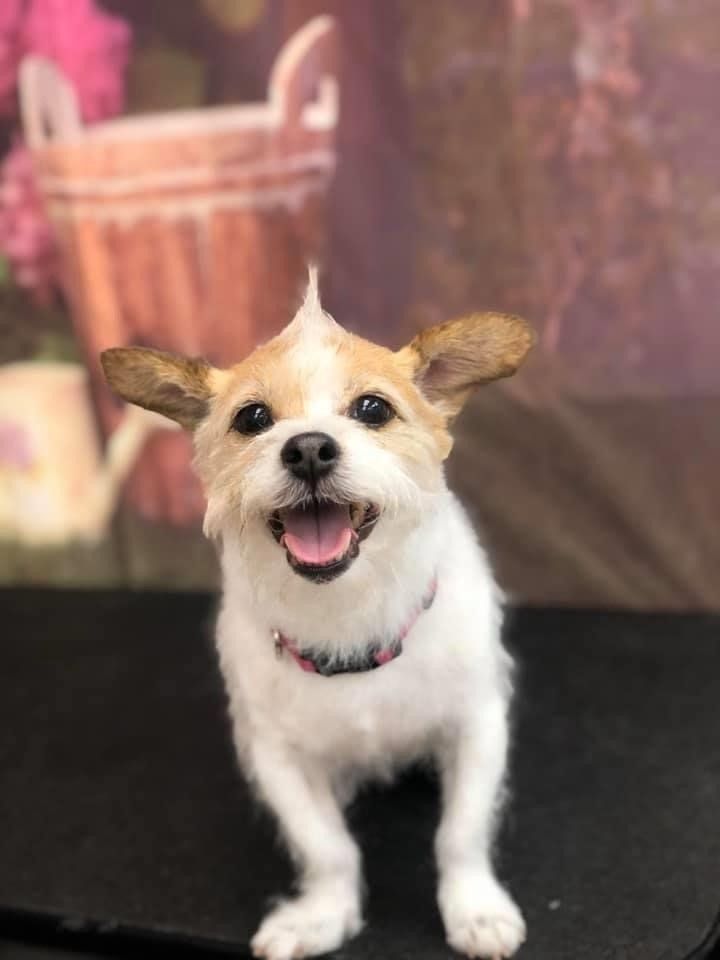 Smiling White Puppy on a Table | Punta Gorda, FL | Adorable Dogs