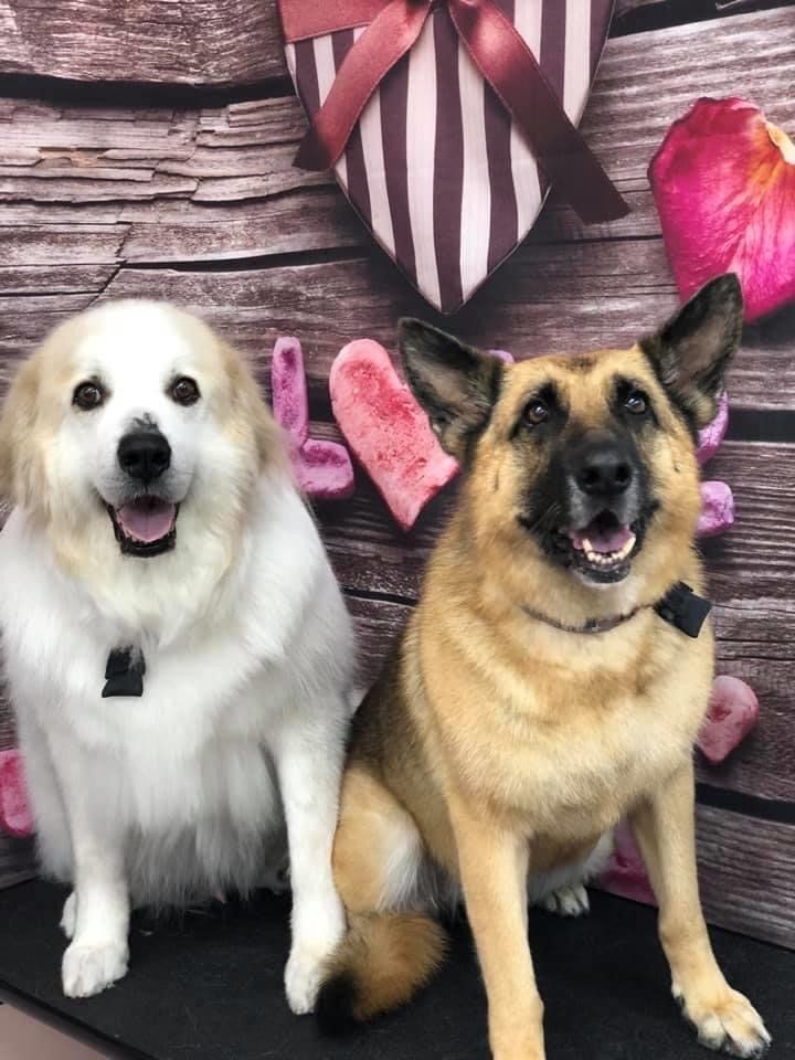 Brown and White Dog | Punta Gorda, FL | Adorable Dogs