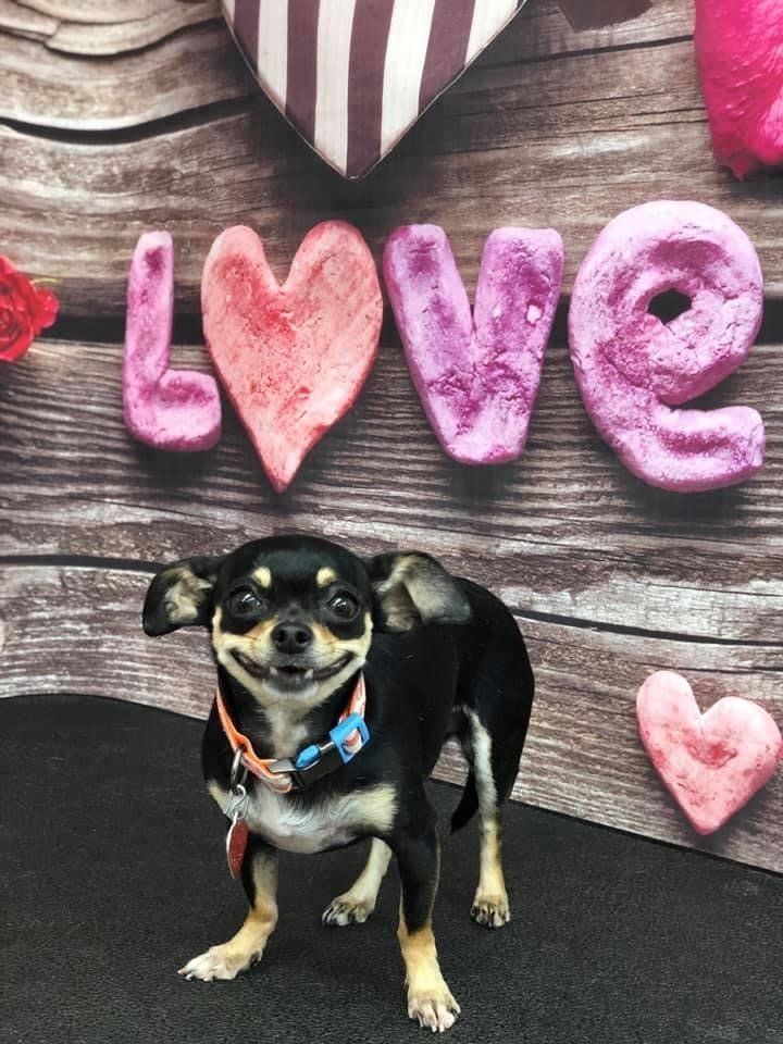 Standing Dog | Punta Gorda, FL | Adorable Dogs