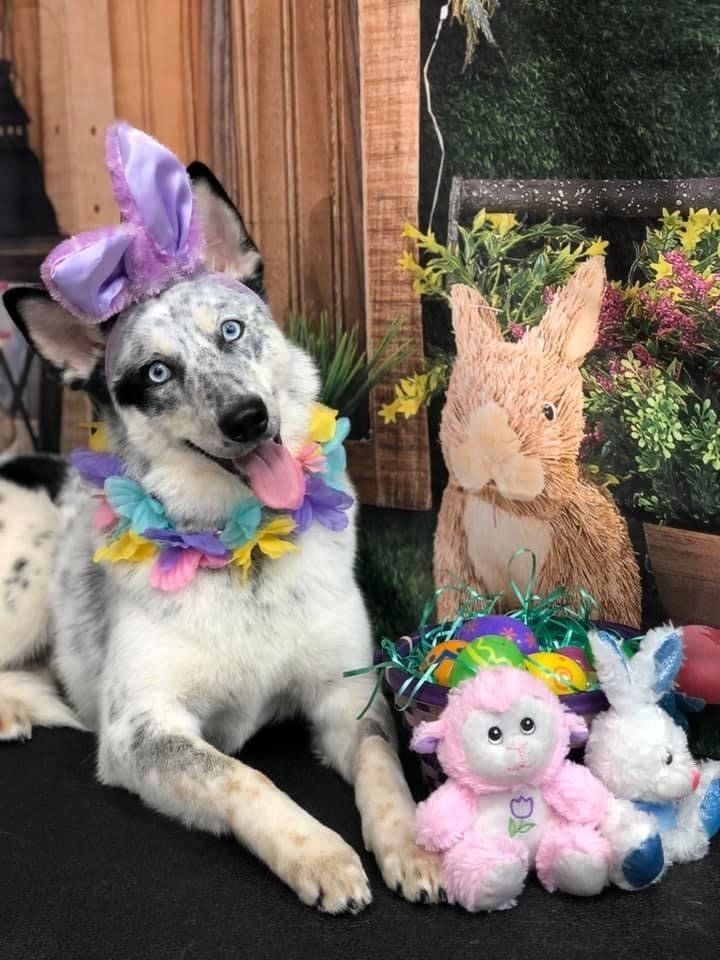 Smiling Dog | Punta Gorda, FL | Adorable Dogs