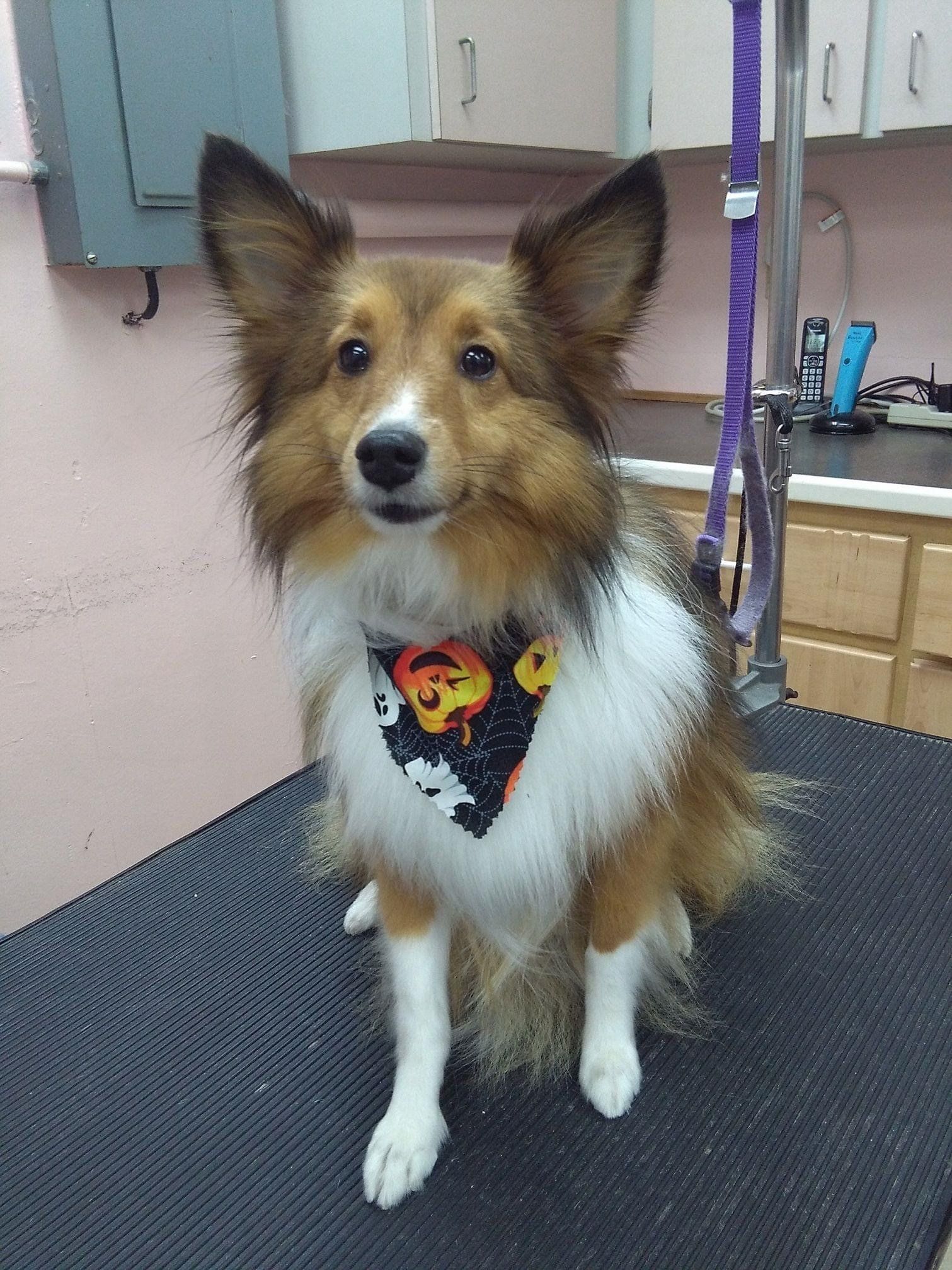 Handkerchief Fashion | Punta Gorda, FL | Adorable Dogs