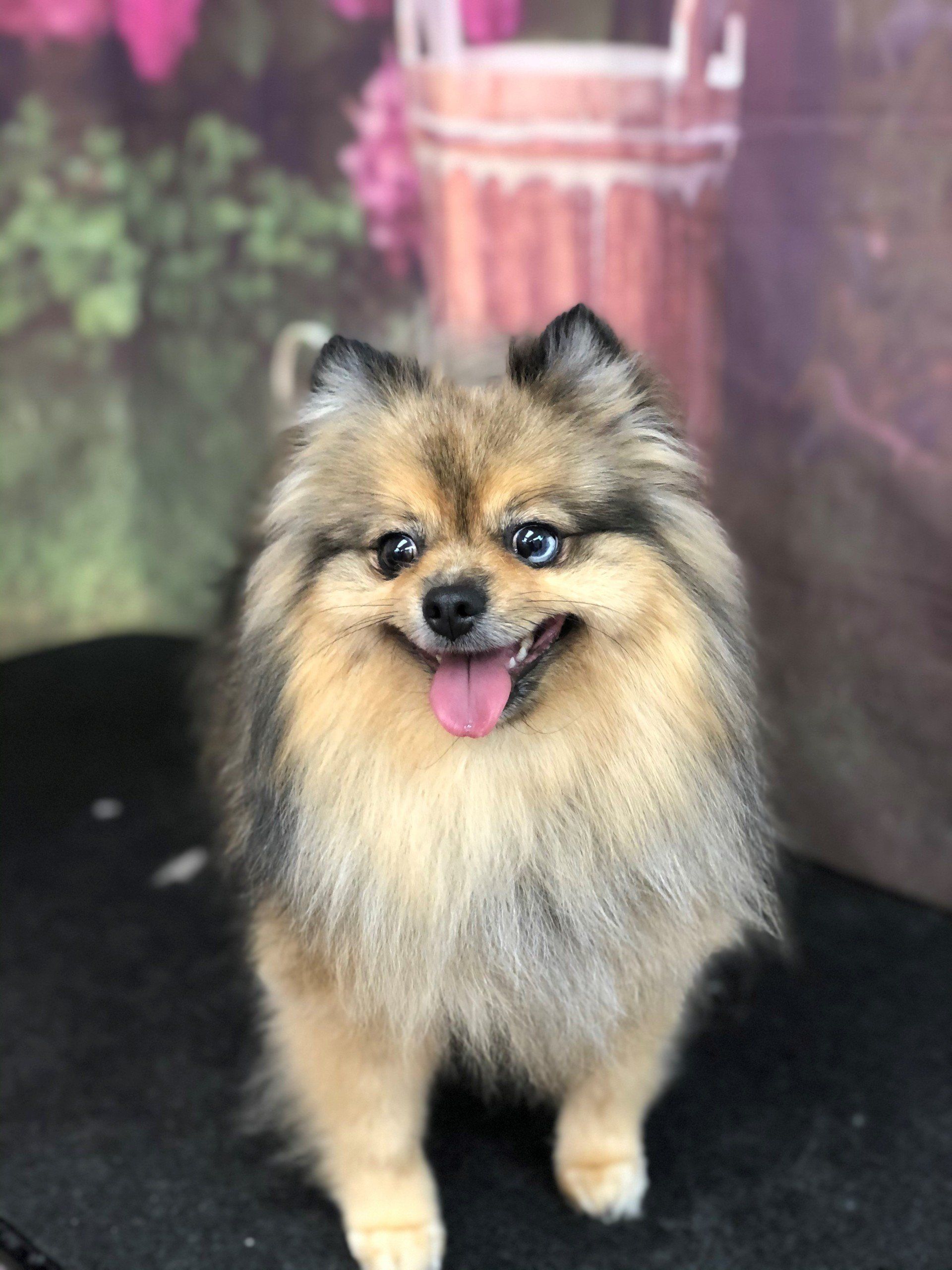 White Shih Tzu Dog — Punta Gorda, FL — Adorable Dogs Inc