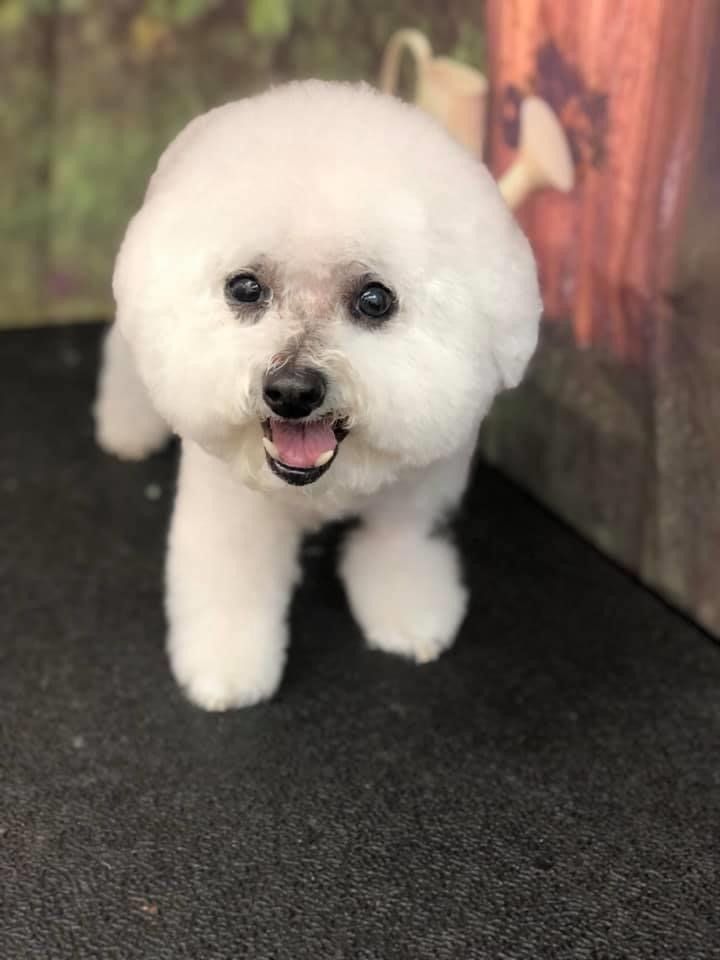 Boarding and Grooming Punta Gorda, FL Adorable Dogs