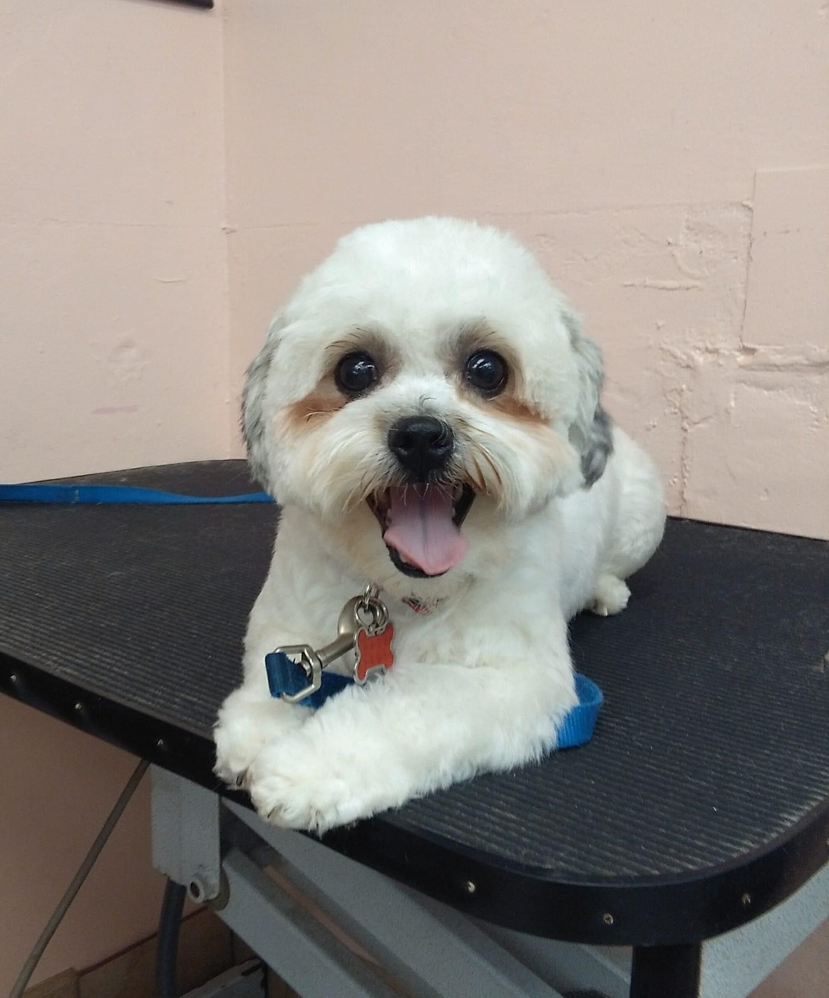 Puppy on a Table | Punta Gorda, FL | Adorable Dogs