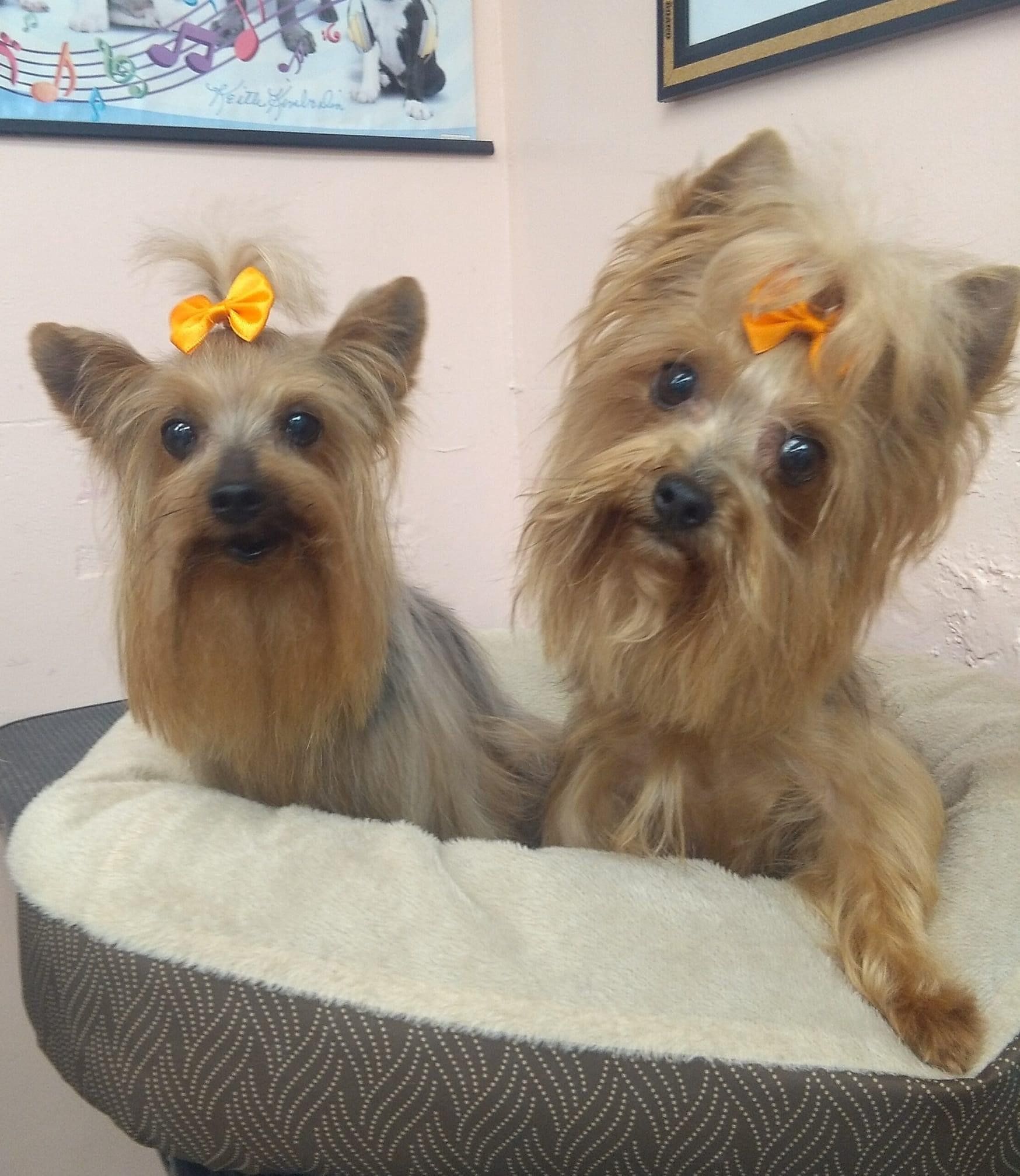 Twin Puppies | Punta Gorda, FL | Adorable Dogs