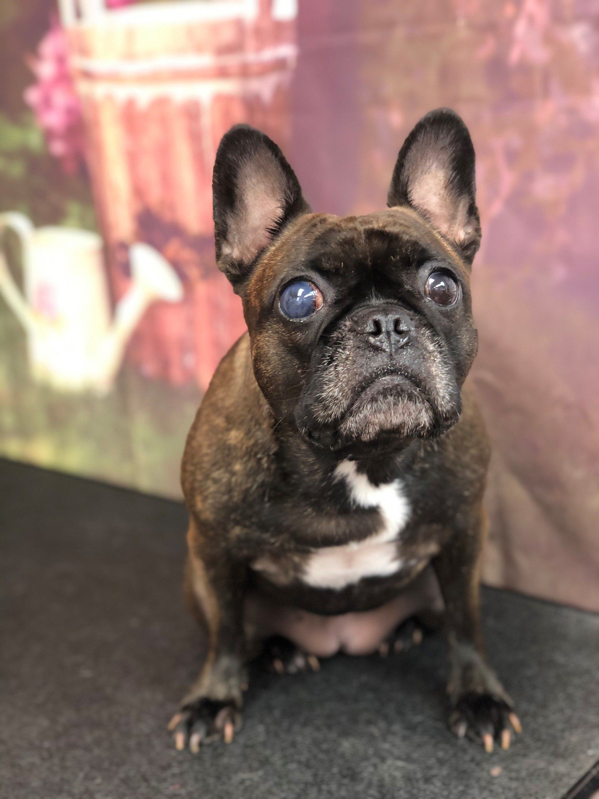 Pug Puppy | Punta Gorda, FL | Adorable Dogs