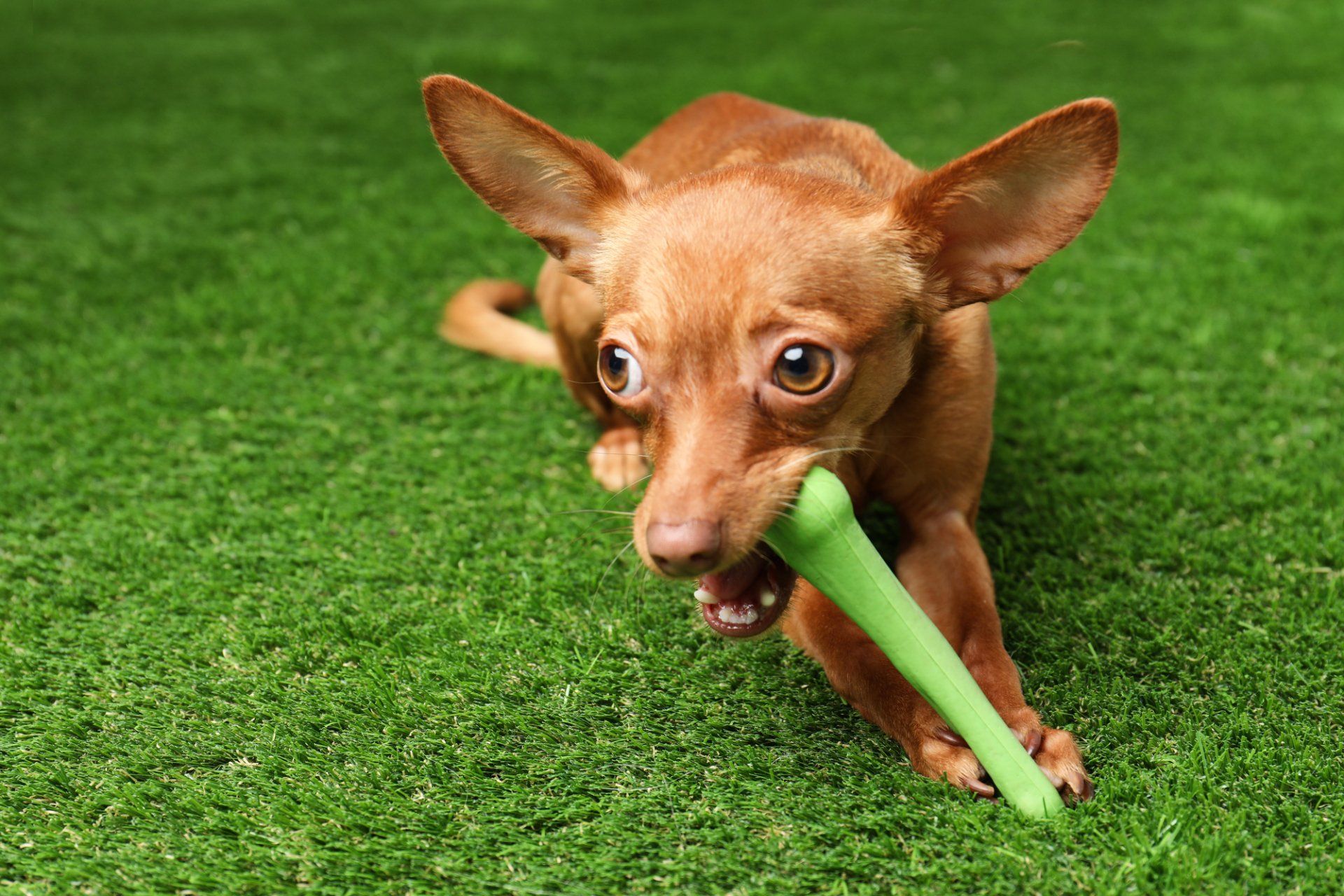 pet-friendly artificial turf designed and installed by Mesa Artificial Grass & Green pros