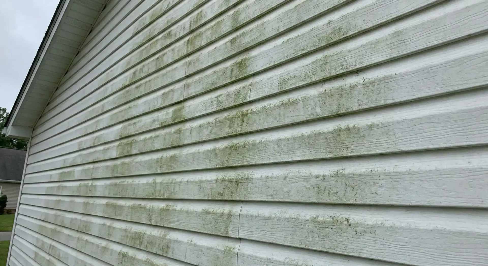 Green algae growth on white siding of a building.