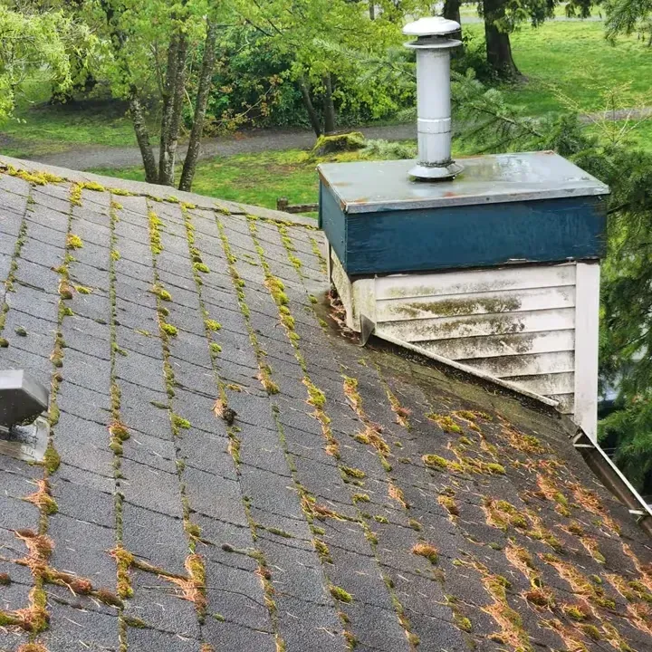 Roof of a building covered in moss with chimney in the back, green trees and park in background.