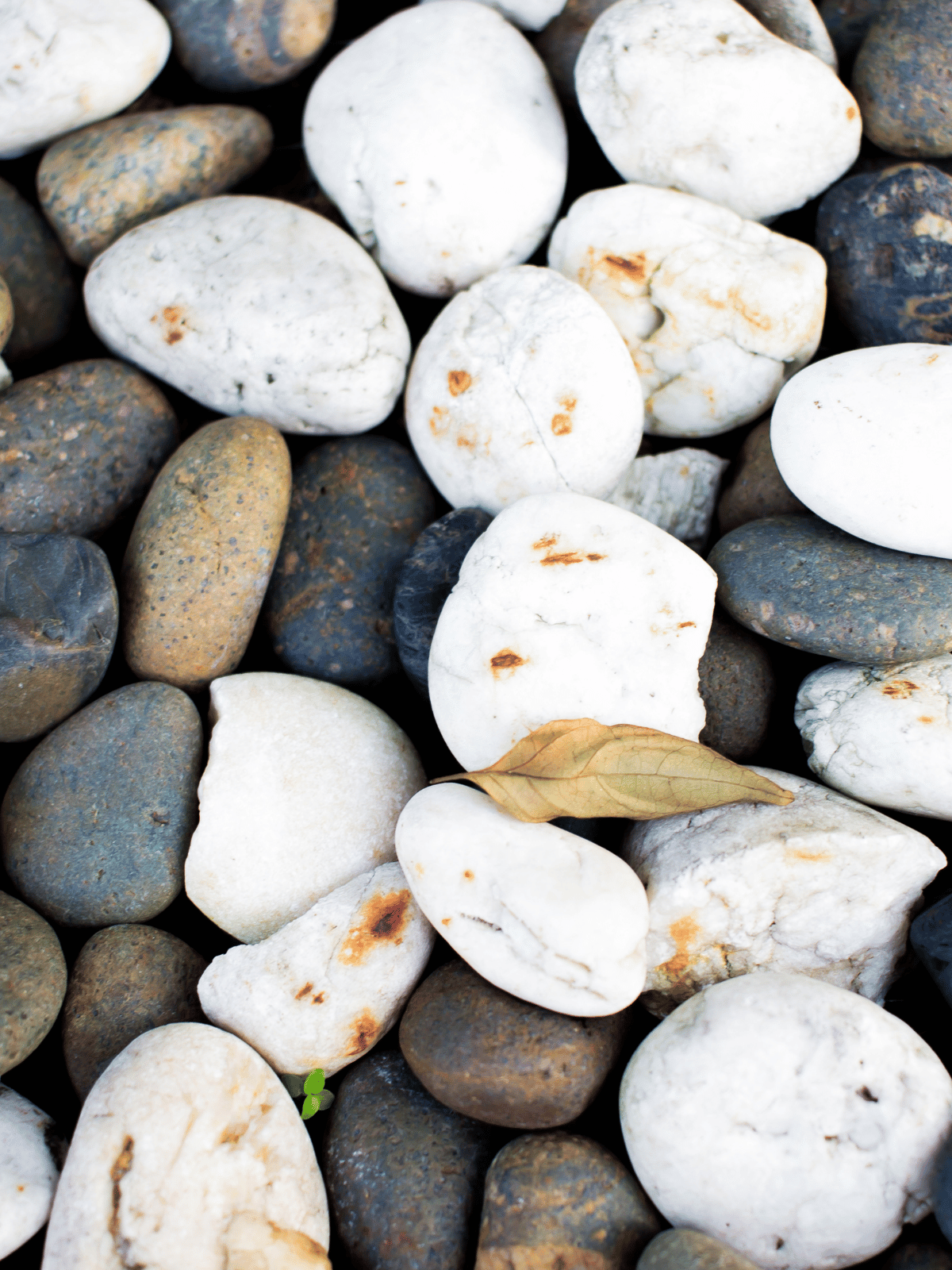 A pile of rocks with a leaf in the middle