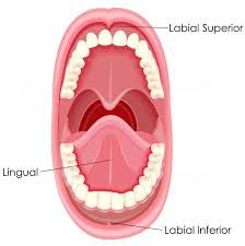 Un diagrama del interior de la boca y los dientes de una persona.